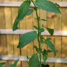 Swiss Mint Live Plant Organically Grown Heirloom USA Seller