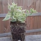 Dew plant - Aptenia Variegated Red Plant Heirloom USA Seller