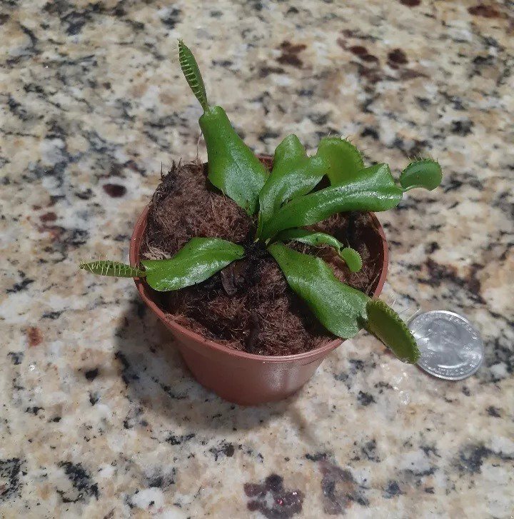Venus Flytrap Plant Live Plant Organically Heirloom USA Seller
