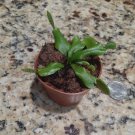 Venus Flytrap Plant Live Plant Organically Heirloom USA Seller
