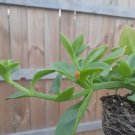 Dew Plant - Aptenia Yelow Heirloom Gardening USA Seller