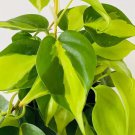 Philodendron Brasil 3 Unrooted Cuttings Live House Plant USA Seller