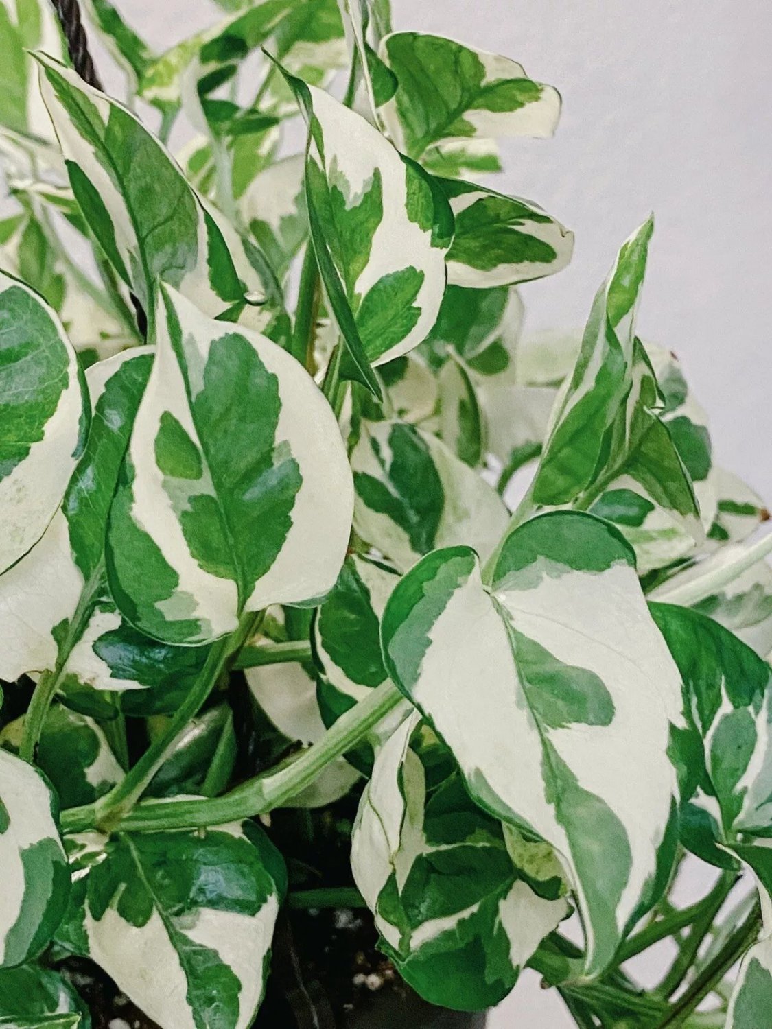 Pothos Pearls and Jade - 3 Cuttings - Devil&acirc;��s Ivy Indoor House Plant Variegated USA Seller