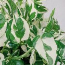 Pothos Pearls and Jade - 3 Cuttings - Devil’s Ivy Indoor House Plant Variegated USA Seller