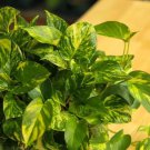House Plants - Starter Plants - Golden Pothos - 3 cuttings USA Seller