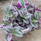 Pink Tradescantia Nanouk Live Plant (Wandering Jew) Indoor House Plant 2" Pot USA Seller