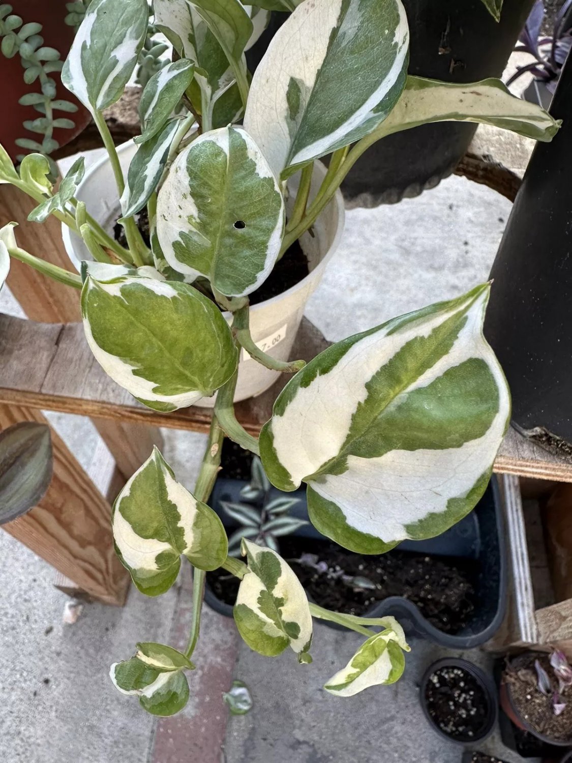 N'Joy Pothos Unrooted Cutting Live House Plant - 3 Cuttings USA Seller