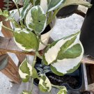 N'Joy Pothos Unrooted Cutting Live House Plant - 3 Cuttings USA Seller