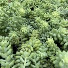 Sedum burrito 'Burro's Tail, Donkey Tail' Succulent Plants, 3 Cuttings USA Seller Sedum burrito 'Burro's Tail, Donkey Tail' Succulent Plants, 3 Cuttings USA Seller