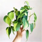 Brazil Brasil Philodendron Cordatum - Brazilian Pothos - Heart Leaf - 3 Cuttings USA Seller
