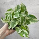 Pothos Ivy Combo 6 Cuttings Indoor Plant 2 Marble Queen 2 Brazil 2 N'Joy USA Seller
