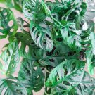 Monstera Adansonii Swiss Cheese 3 Cuttings Indoor / Outdoor House Plant USA Seller