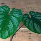 Mamei Philodendron Unrooted Cutting *Growers Choice* USA Seller