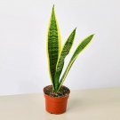 Snake Plant Laurentii 4-inch Pot LIVE HOUSEPLANT USA Seller