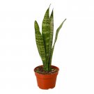 Snake Plant Zeylanica 4-inch Pot LIVE HOUSEPLANT USA Seller