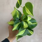 Philodendron Brasil 4” Live Houseplant High Variegation USA Seller