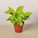 Neon Pothos 4” LIVE HOUSEPLANT USA Seller