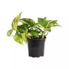 Golden Pothos LIVE Houseplant USA Seller