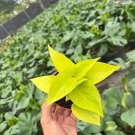 Neon Pothos 3" Starter Live Houseplant - BohoPlantClub USA Seller
