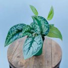 Scindapsus Exoitica 3" Starter Live Houseplant - BohoPlantClub USA Seller