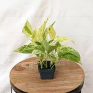 Marble Queen Pothos 3" Starter Live Houseplant - BohoPlantClub USA Seller
