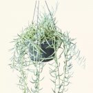 Senecio Radieans String Of Bananas Gardening USA Seller