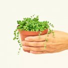 Senecio Rowleyanus String Of Pearls Gardening USA Seller Senecio Rowleyanus String Of Pearls Gardening USA Seller