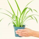 Chlorophytum Spider Variegated Gardening USA Seller