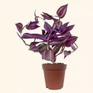 Tradescantia Purple Easy Care Gardening USA Seller