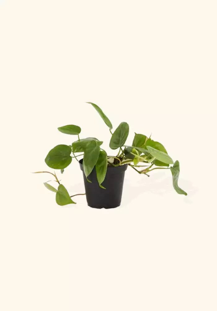 Philodendron Cordatum Regular Easy Care Gardening USA Seller