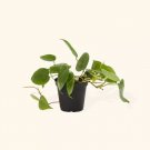 Philodendron Cordatum Regular Easy Care Gardening USA Seller