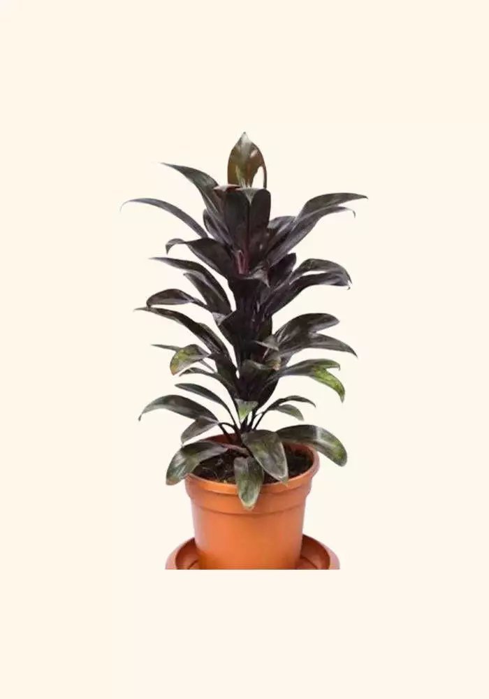 Cordyline Coffee Compacta Easy Care Gardening USA Seller