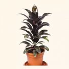 Cordyline Coffee Compacta Easy Care Gardening USA Seller