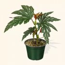 Angel Wing Begonia Sophia Easy Care Gardening USA Seller