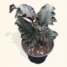 Angel Wing Begonia Fannie Moser Easy Care Gaardening USA Seller