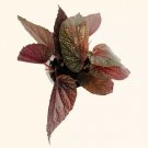 Angel Wing Begonia Benigo Pink Easy Care Gardening USA Seller