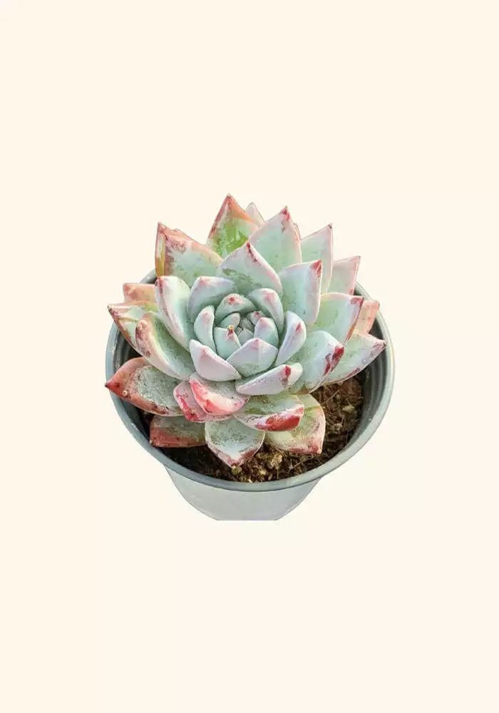 Echeveria Blue Bird Easy Care Gardening USA Seller