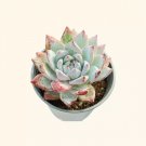 Echeveria Blue Bird Easy Care Gardening USA Seller