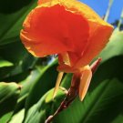 5 Giant Canna Lily Rhizome/ Bulbs Yellow & Orange Fresh Cut When Ordered USA Seller