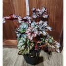 Rex Begonia Curl- Cumbia - spiral lavendar Gardening USA Seller