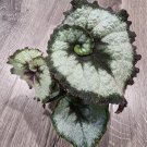 Rex Begonia - escargot spiral Gardening USA Seller