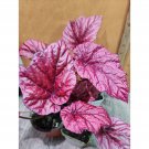 Begonia Rex "Inca Flame" Gardening USA Seller