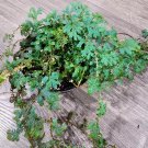 Peacock Fern Rainbow Moss Gardening USA Seller