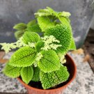Moon Valley Friendship Plant (Pilea Mollis) Gardening USA Seller