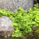 Creeping Jenny -Moneywart -Lysimachia nummularia - 2 plants USA Seller