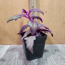 Purple Passion Plant - Velvet plant- Gynura aurantiaca- rare USA Seller