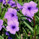 Mexican Petunia plant - purple -Ruellia brittoniana- 3 rooted plants USA Seller Mexican Petunia plant - purple -Ruellia brittoniana- 3 rooted plants USA Seller