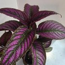 Purple Persian Shield Plant Gardening USA Seller