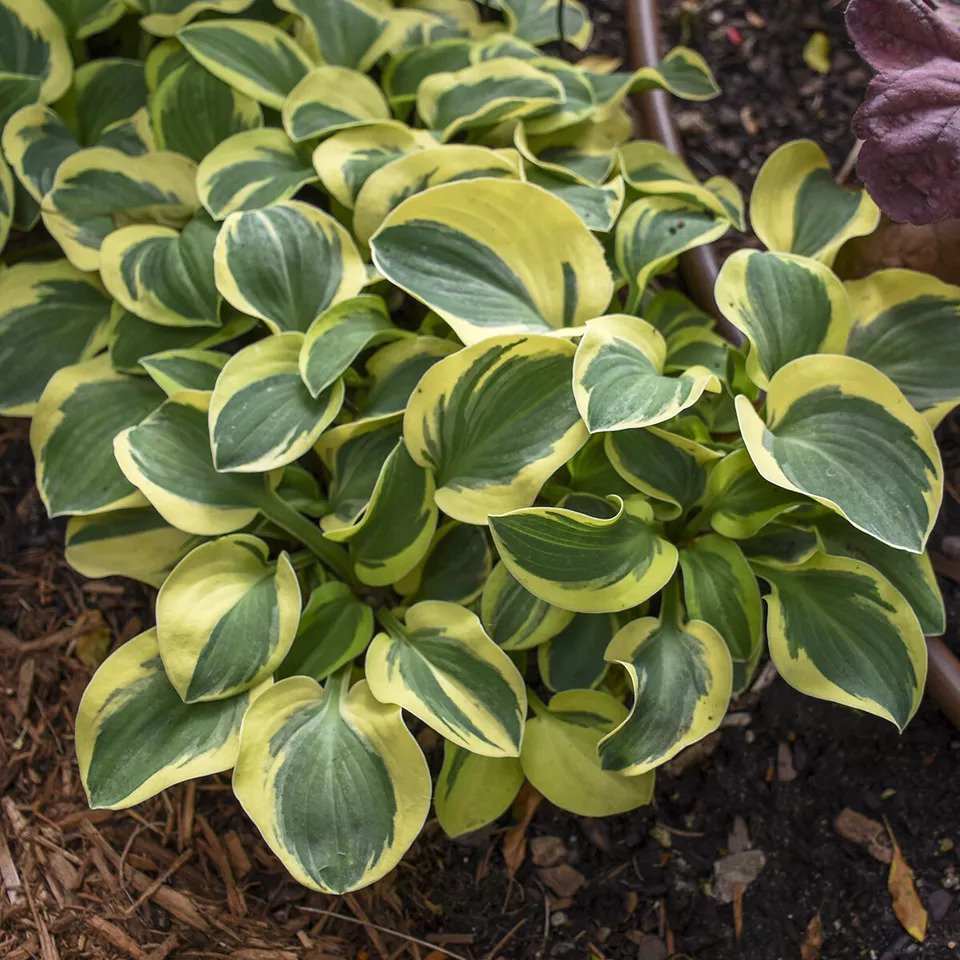 MINI Hosta MIGHTY MOUSE miniature foliage perennial shade plant USA Seller