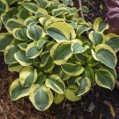 MINI Hosta MIGHTY MOUSE miniature foliage perennial shade plant USA Seller